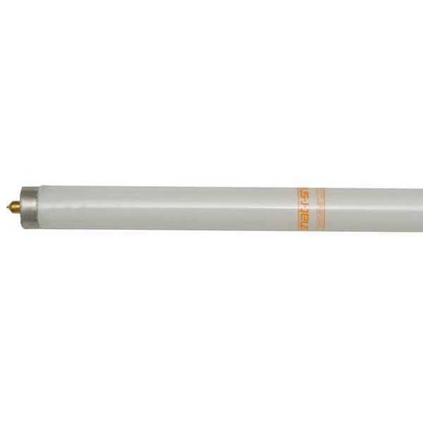 Fluorescent, 8', 59W, T8, 5000K, PK24